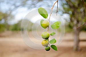 Fruits of Ziziphus mauritania