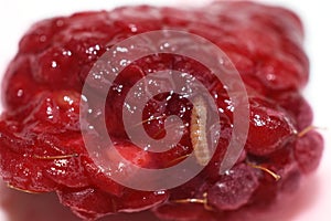 Fruitworm eating on a red raspberry