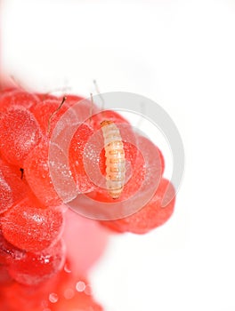 Fruitworm eating on a red raspberry