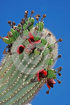 Fruity saguaro