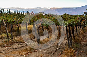 Fruity Wineyards of Cafayate in North Argentina