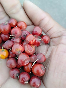 Frut in the hands of an Indian Parsons