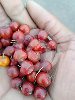 Frut in the hands of an Indian Parsons photo