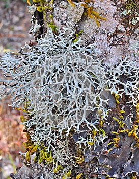 Fruticose lichen