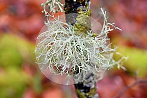 The fruticulous lichen Ramalina farinacea on a branch in a beech forest