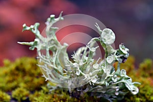 The fruticulous lichen Ramalina farinacea on a branch in a beech forest