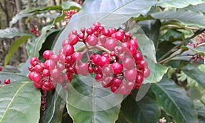 frutillo colombians plant photo