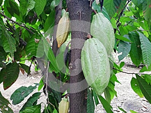 Frutos verdes de chocolate en AmÃÂ©rica latina photo