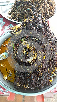 Fry spider in combodia