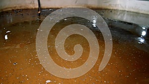 Fry of sturgeon fish in a special pool on a fish farm