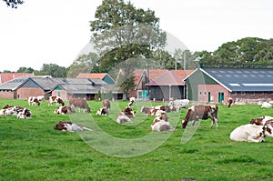 Frysian cows