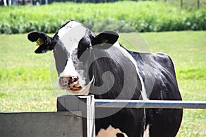 Frysian Holstein black and white cow in a land