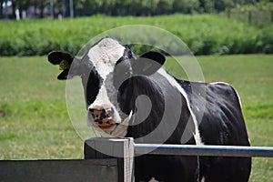 Frysian Holstein black and white cow in a land