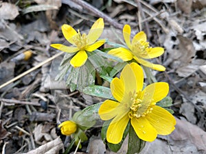 FrÃÂ¼hlingsblume