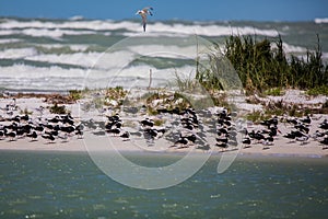 Ft DeSoto Beach Scene