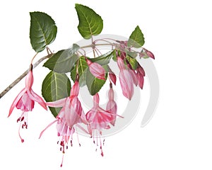 Fuchsia