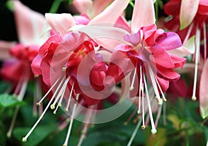 Fuchsia photo