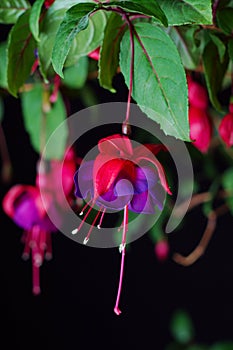 Fuchsia bloom