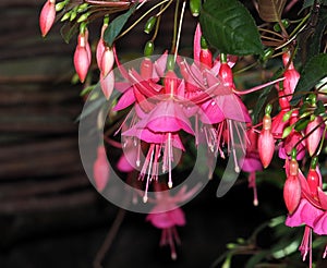 Fuchsia In Bloom