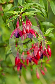 Fuchsia blooming family Onagraceae, evergreen ornamental plant. Red flowers bells with lilac petals inside. Beautiful photo