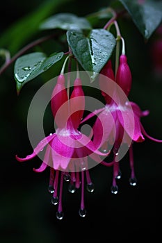 The Fuchsia blooms like a waterfall, hanging from the eaves, clear, raindrops beautiful flowers