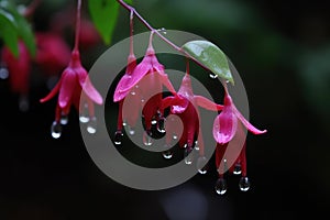 The Fuchsia blooms like a waterfall, hanging from the eaves, clear, raindrops beautiful flowers