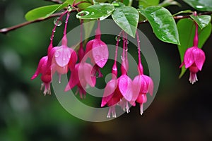 The Fuchsia blooms like a waterfall, hanging from the eaves, clear, raindrops beautiful flowers