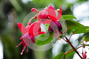 A fuchsia blossoming outdoors.