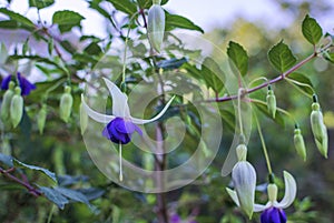 Fuchsia blue deltas sarah flowers and buds