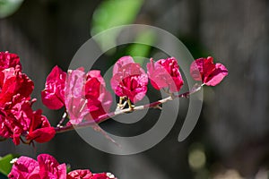 Fuchsia Bougainvillea Blossoms
