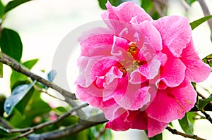 Fuchsia Camellia