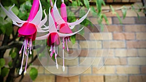 Fuchsia `Checkerboard`. The tube is red while the sepals are red to white.