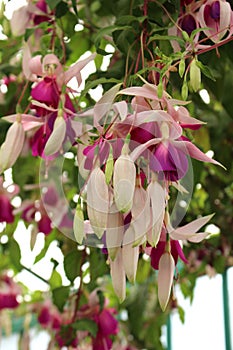 Fuchsia Coen Bakker. Bunch of flowers in a greenhouse