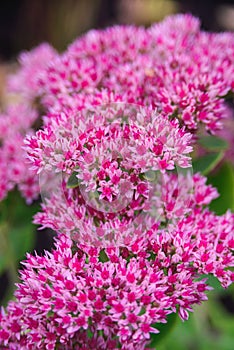 Fuchsia colored flowers ofsedum telephium