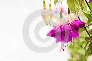 Fuchsia deep purple flower closeup background copy space