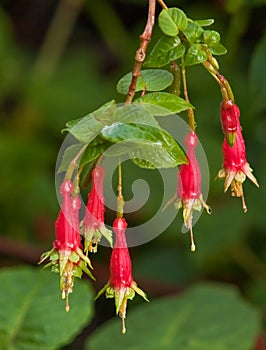 Fuchsia (disambiguation) photo