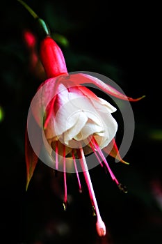 Fuchsia family of the Onagraceae