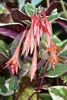 Triphylla Group fuchsia