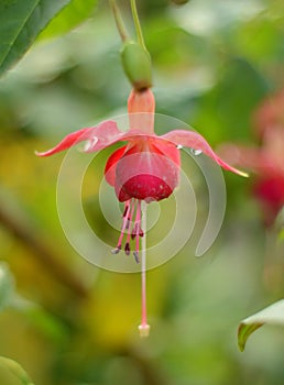 Fucsia flor 