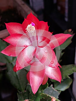 Fuchsia photo
