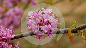 Fuchsia Flower Blossoms