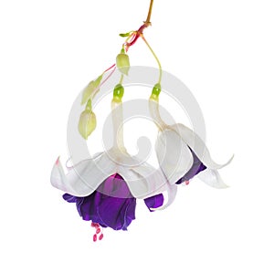 fuchsia flower with bud isolated on white background, Deep Purple