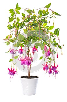 Fuchsia flower houseplants in flower pot, Tennessee Walts