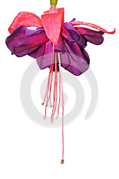 Fuchsia flower isolated