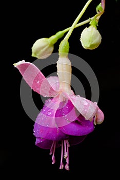 Fuchsia flower or Onagraceae photo