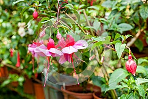 Fuchsia flower