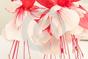 Fuchsia Flower in Red and White