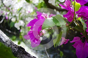 Fuchsia flower tree photo