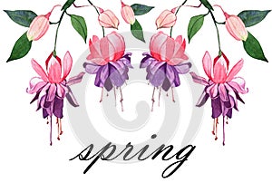 Fuchsia watercolor hand-drawn illustration. Beautiful pink flowers and buds isolated on a white background