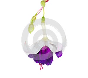 Fuchsia flower on the white